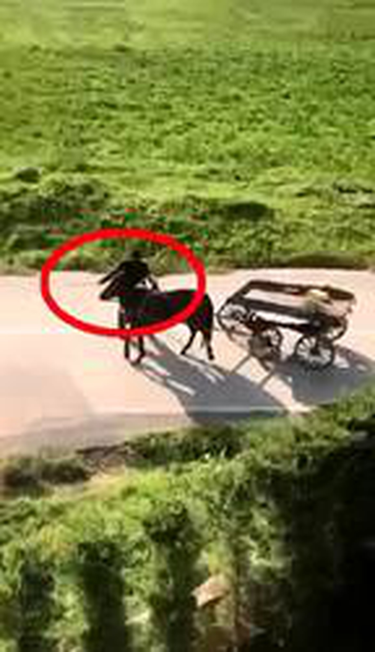 Çocukların \'Bakmayın, canı çok acıyor\' bağrışlarına rağmen atı kırbaçladı