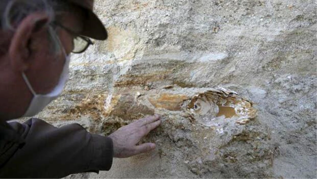 Edirne\'de mamut fosili bulundu