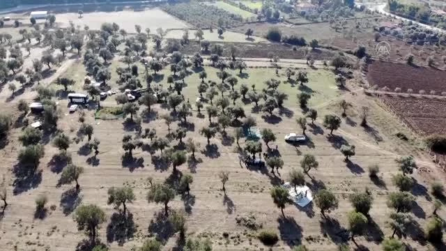 Marmaris'te zeytin hasadına başlandı