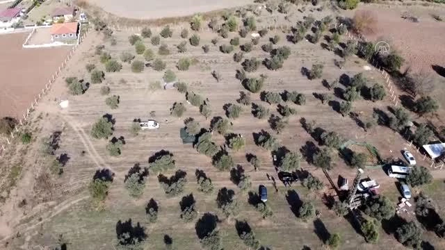 Marmaris'te zeytin hasadına başlandı