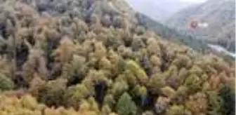 Zonguldak ormanlarında sonbahar güzelliği