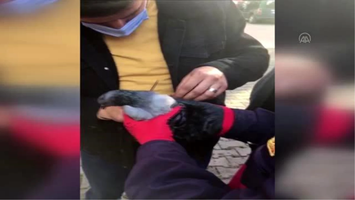 Son dakika haberleri | Ağaçta ayağına ip dolanan güvercini itfaiye ekipleri kurtardı