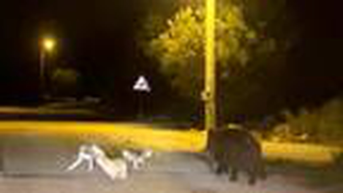 Domuzla köpeklerin yemek kavgası