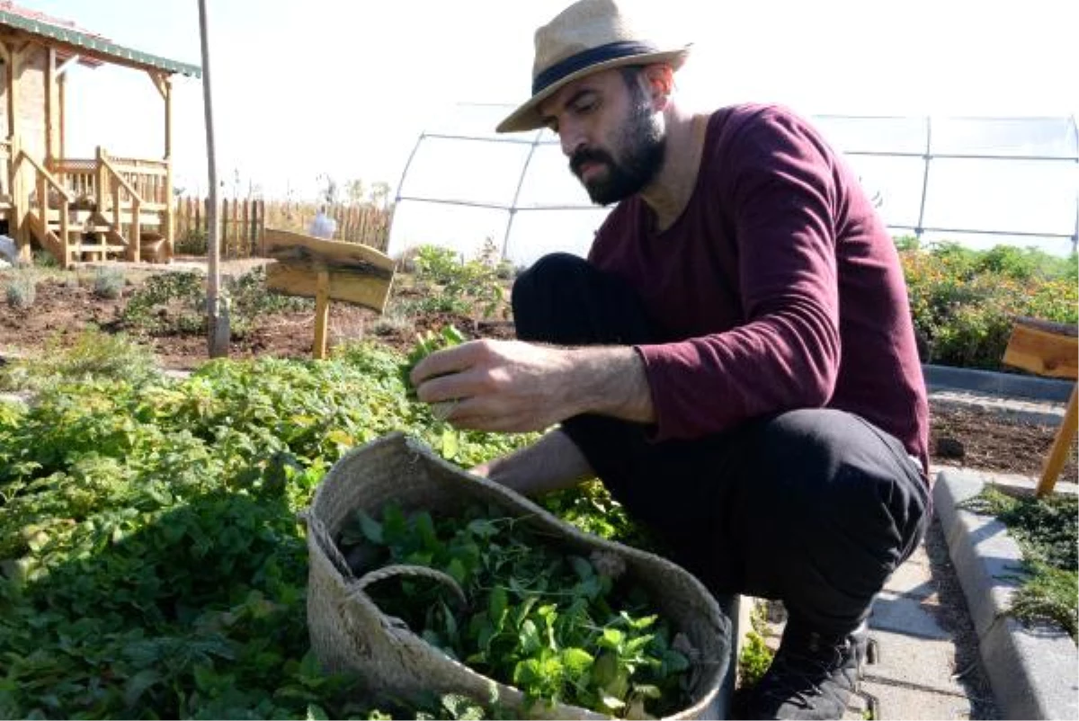 Son dakika gündem: Fitoterapi uzmanı doktor, yetiştirdiği aromatik bitkilerle hastaları tedavi ediyor