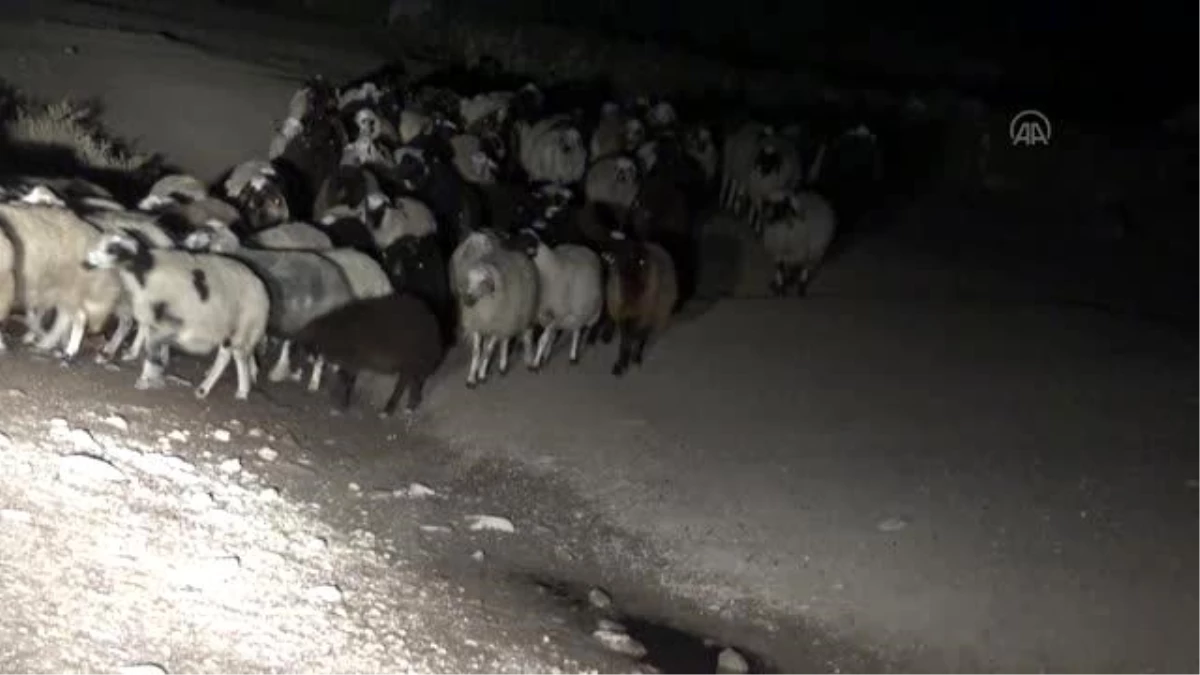 Kurtların sürüye saldırması sonucu 35 koyun telef oldu