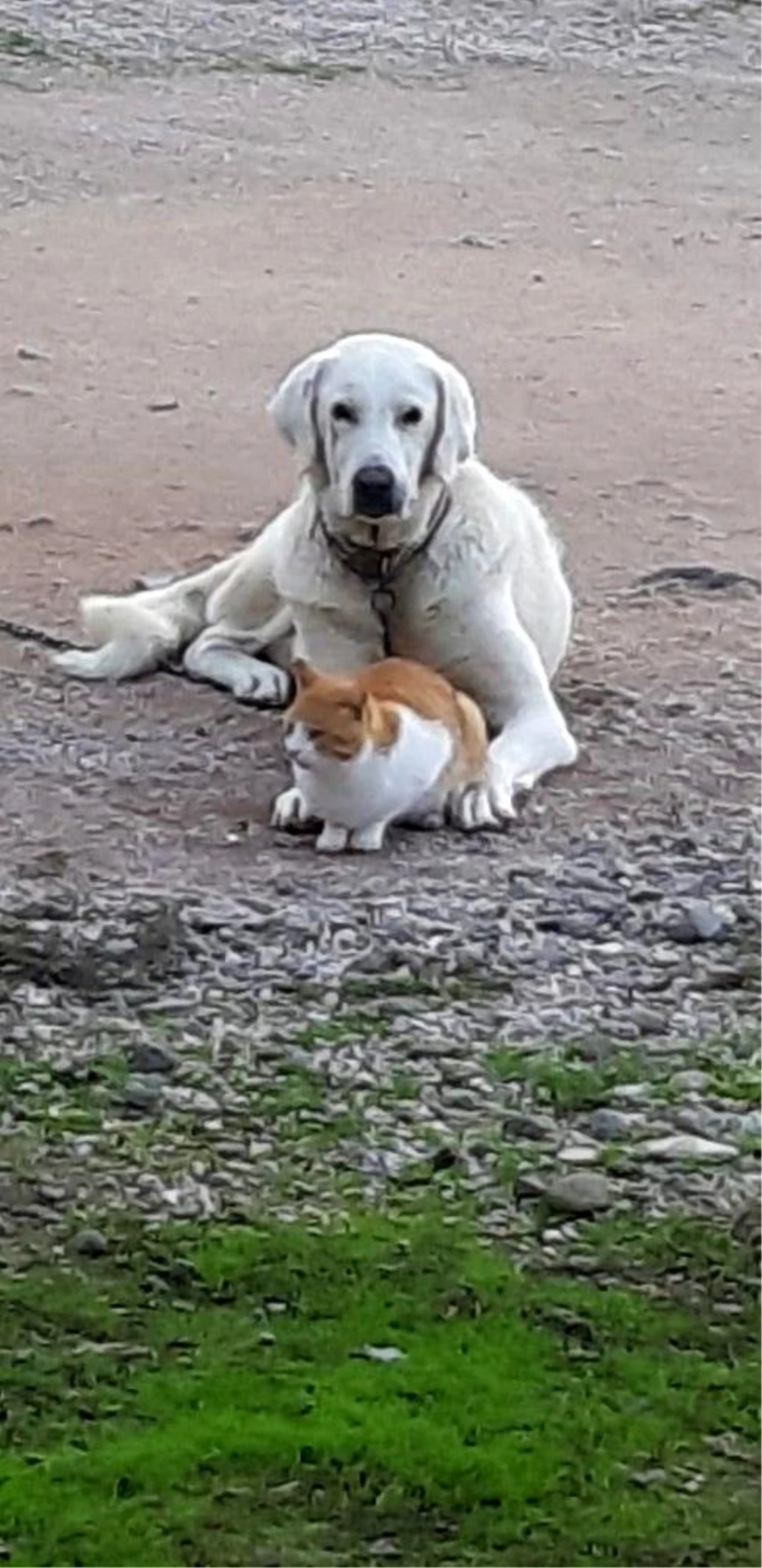 Manyas\'ta kedi ile köpek dostluğu