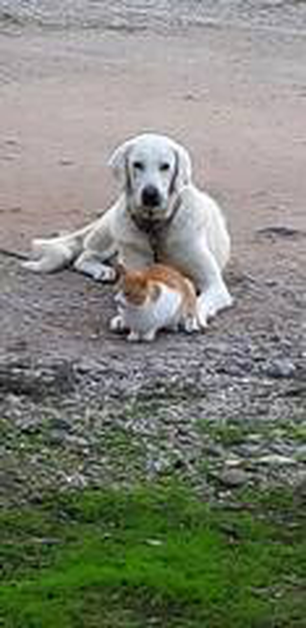 Manyas\'ta kedi ile köpek dostluğu