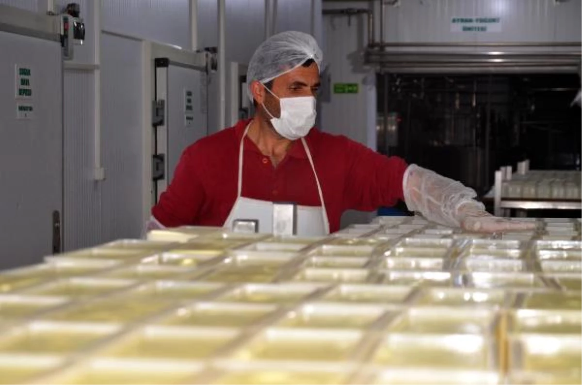 Muş\'tan ülkenin dört bir yanına süt ve süt ürünleri gönderiliyor