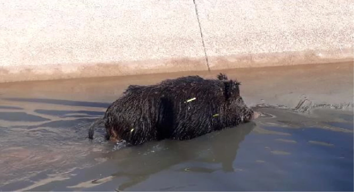 Şanlıurfa\'da su kanalına düşen yaban domuzu kurtarılamadı