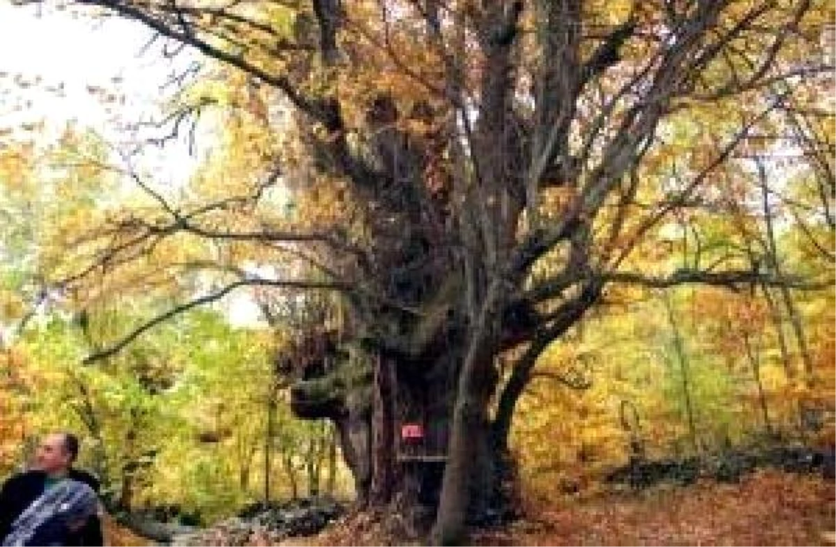 Simav\'daki kestane ağacı, 4 asırdır ayakta