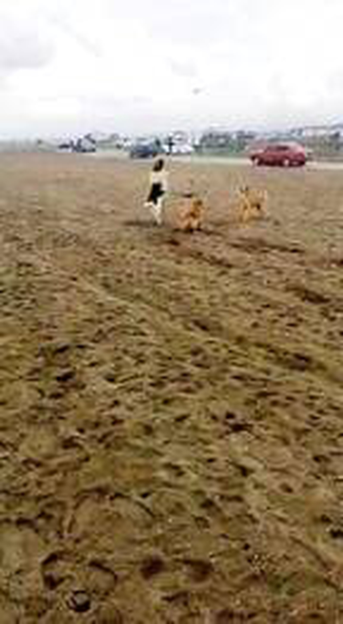 Sokak köpeklerinin tepki verdiği dronu aracın üzerine indirmek zorunda kaldılar