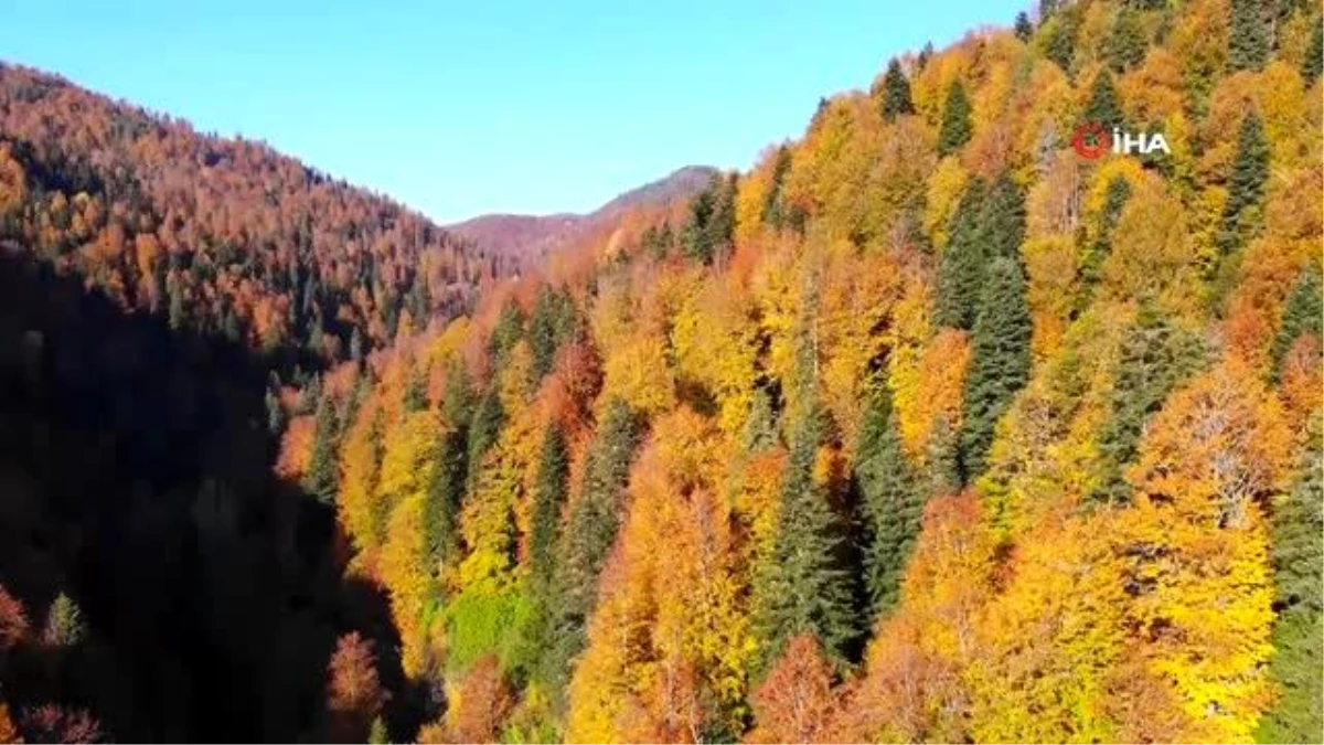 Türkiye\'nin en büyük blok ormanlarını barından Yenice\'de sonbahar güzelliği
