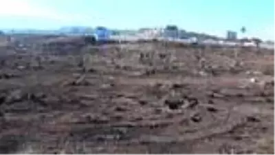 Yanan ormanlık alanlara mabet ağacı dikildi Yanan ormanlık alanlara mabet ağacı dikildi