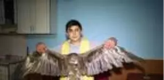 Yaralı kızıl doğan insanlara sığındı