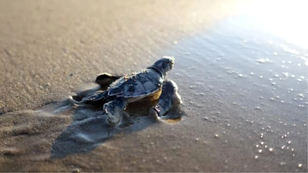 Son dakika haber! 550 bin yavru deniz kaplumbağası denizle buluştu