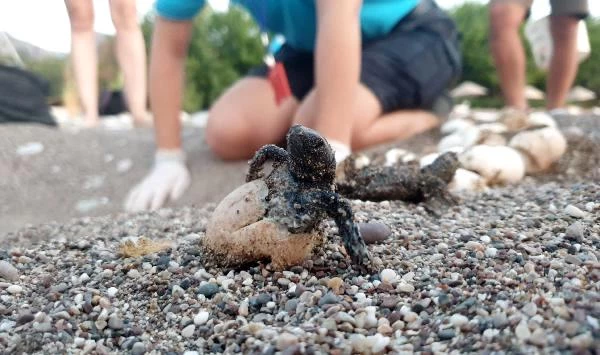 Son dakika haber! 550 bin yavru deniz kaplumbağası denizle buluştu