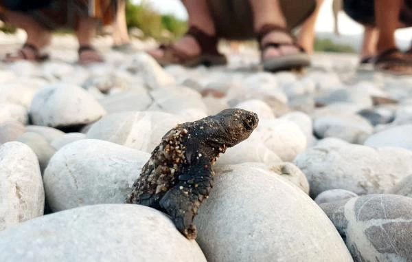 Son dakika haber! 550 bin yavru deniz kaplumbağası denizle buluştu