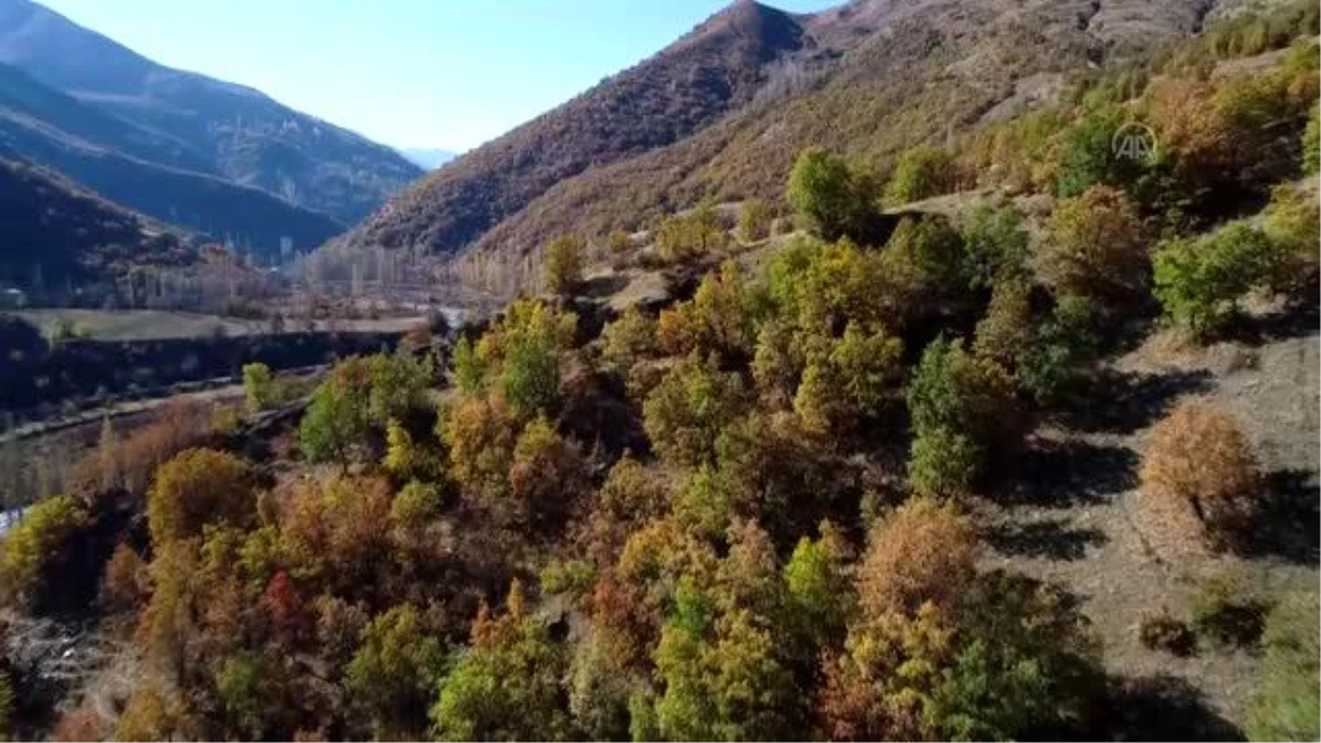 Bahçesaray\'ın tepelerinde kar ormanlarında sonbaharın renkleri büyülüyor