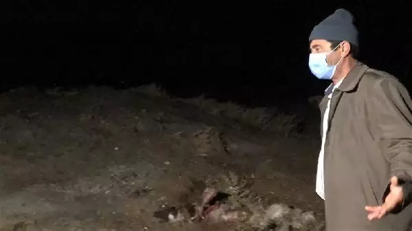Son dakika haberi... Kurtlar sürüye saldırı 35 koyun öldü Son dakika haberi... Kurtlar sürüye saldırı 35 koyun öldü