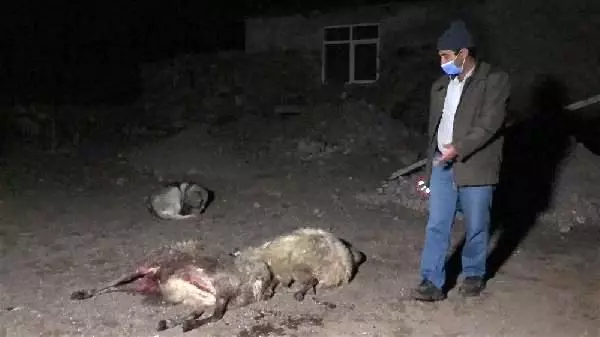 Son dakika haberi... Kurtlar sürüye saldırı 35 koyun öldü Son dakika haberi... Kurtlar sürüye saldırı 35 koyun öldü
