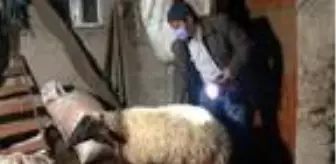 Son dakika haberi... Kurtlar sürüye saldırı 35 koyun öldü