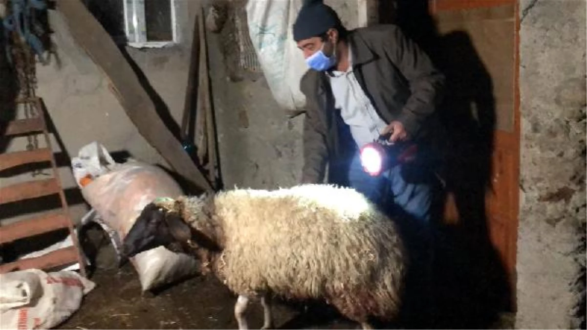 Son dakika haberi... Kurtlar sürüye saldırı 35 koyun öldü