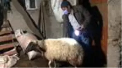 Son dakika haberi... Kurtlar sürüye saldırı 35 koyun öldü Son dakika haberi... Kurtlar sürüye saldırı 35 koyun öldü