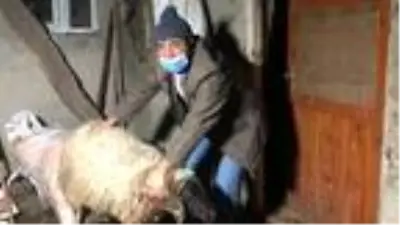 Son dakika haberi... Kurtlar sürüye saldırı 35 koyun öldü Son dakika haberi... Kurtlar sürüye saldırı 35 koyun öldü