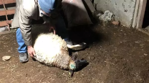 Son dakika haberi... Kurtlar sürüye saldırı 35 koyun öldü Son dakika haberi... Kurtlar sürüye saldırı 35 koyun öldü