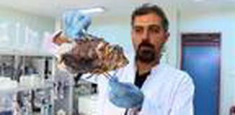 Akdeniz'i etkisi altına alan Aslan balığında 'kısmi felç' tehlikesi