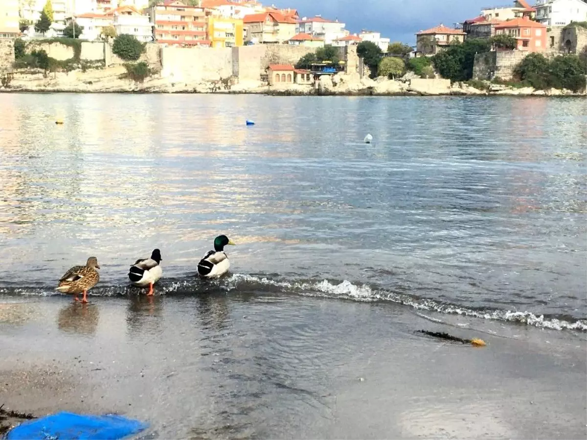 Amasra\'nın ziyaretçileri ördek sürüleri