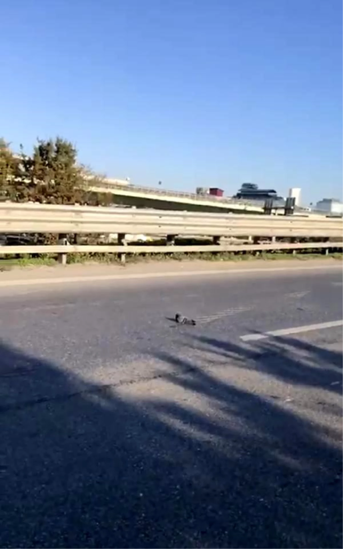 Ataşehir\'de yaralı güvercini ezilmekten son anda kurtardı