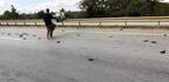 D-100 karayolunda yaklaşık 50 sığırcık kuşu ölü ve yaralı halde bulundu