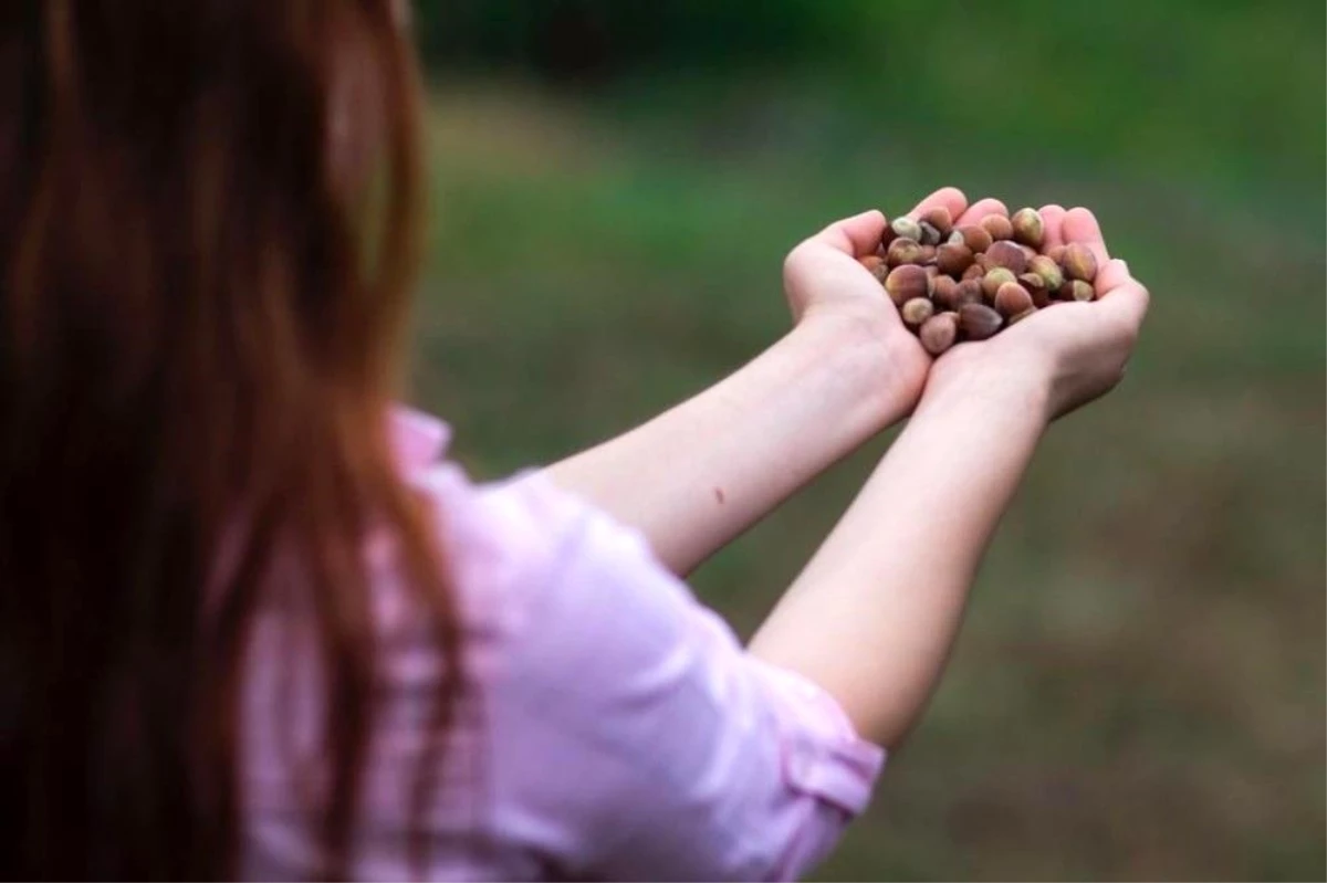 Son dakika... ILO-Ferrero ortaklığı Türkiye\'de fındık hasadında çocuk işçiliğini ortadan kaldırmayı hedefliyor