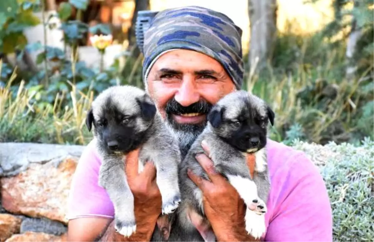 \'Kışa hazırlanan Kangal köpekleri, doğal gıdalarla beslenmeli\'