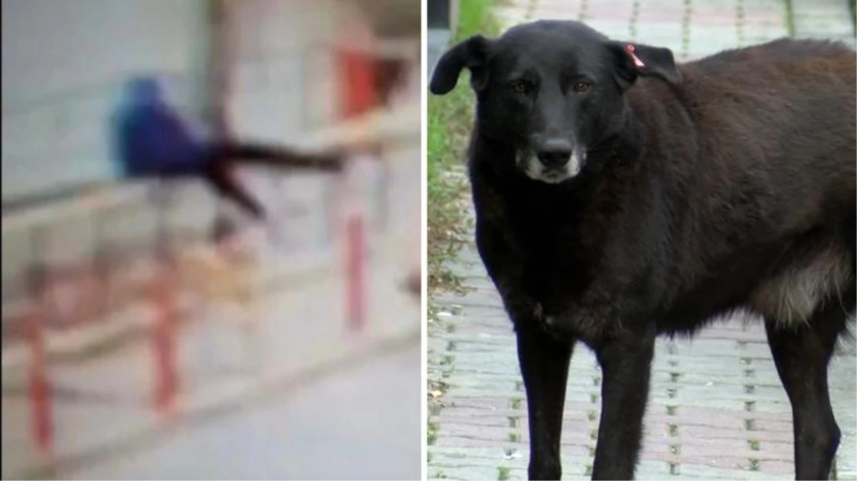 Köpekten kaçan 15 yaşındaki çocuk 6 metre yükseklikten böyle düştü
