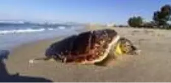 Son dakika: Kuşadası'nda 2 deniz kaplumbağası ölü bulundu