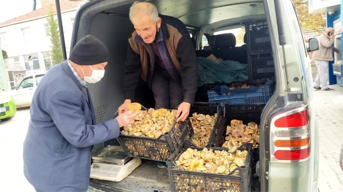 Melki mantarı cep yakıyor