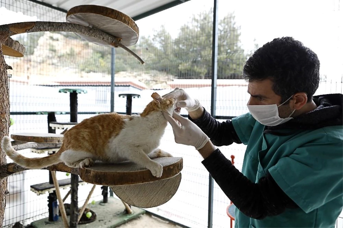 Mersin Büyükşehir Belediyesinden sokak hayvanlarına 18 ayda 162 bin kilo mama