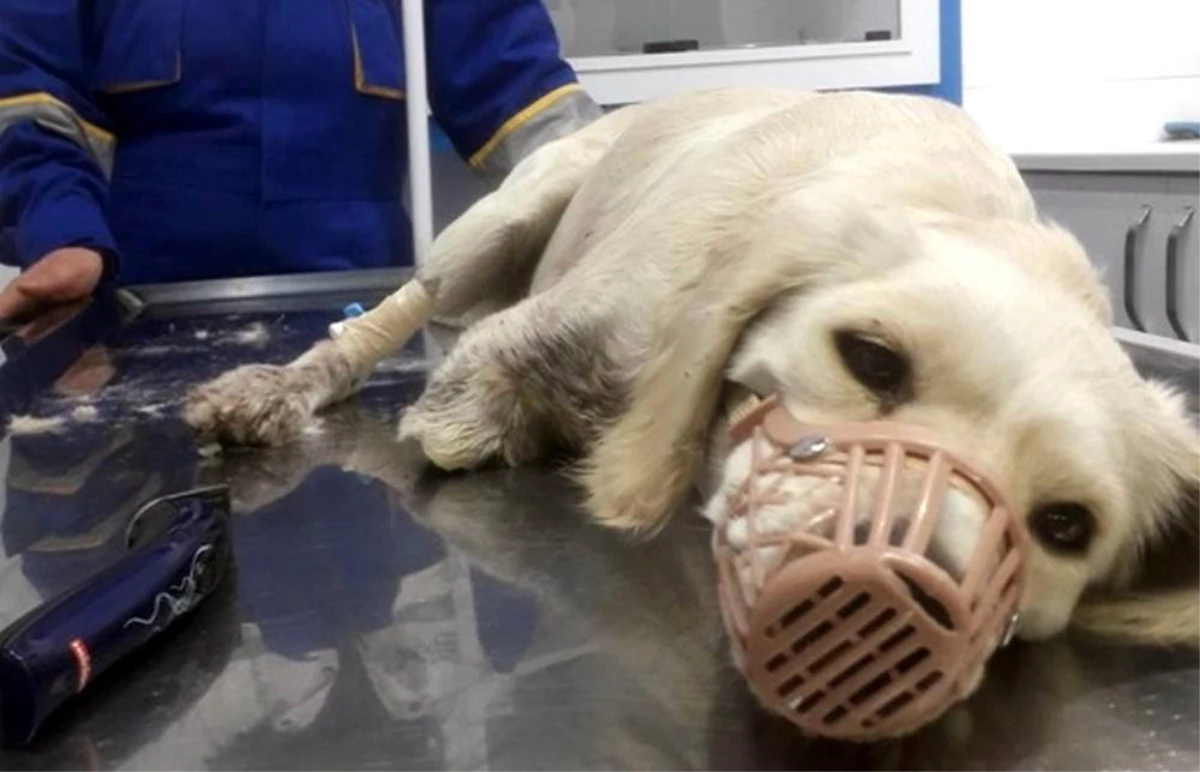 Samsun Barosu Hayvan Hakları Komisyonundan bacakları kesilmiş halde bulunan köpekle ilgili açıklama Açıklaması