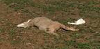 Bursa'da kurtlar sürüye saldırdı