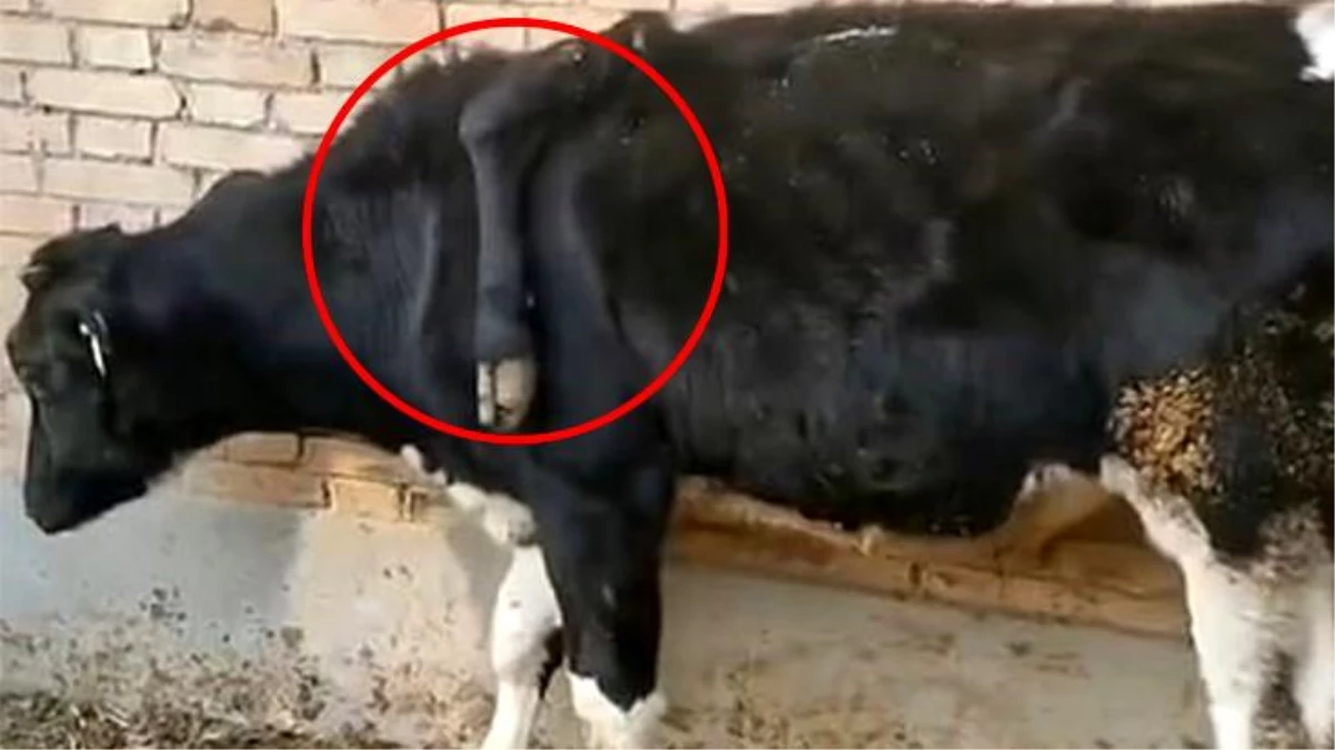 Çin\'de bulunan 5 bacaklı inek görenleri şaşırttı