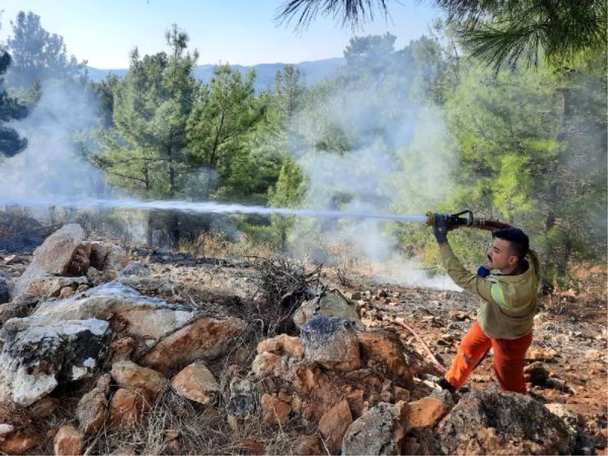 Manavgat\'ta yanan orman alanında kaçak kesim yapıldığı belirlendi