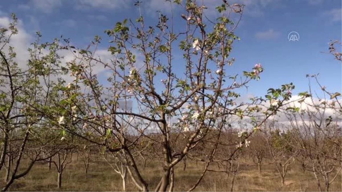 "Yalancı bahara" aldanan meyve ağaçları çiçek açtı