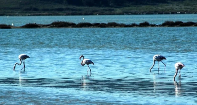 Flamingolar Bodrum'a çok erken geldi