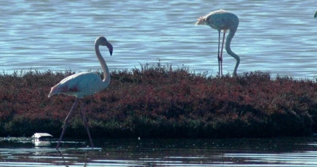 Flamingolar Bodrum'a çok erken geldi