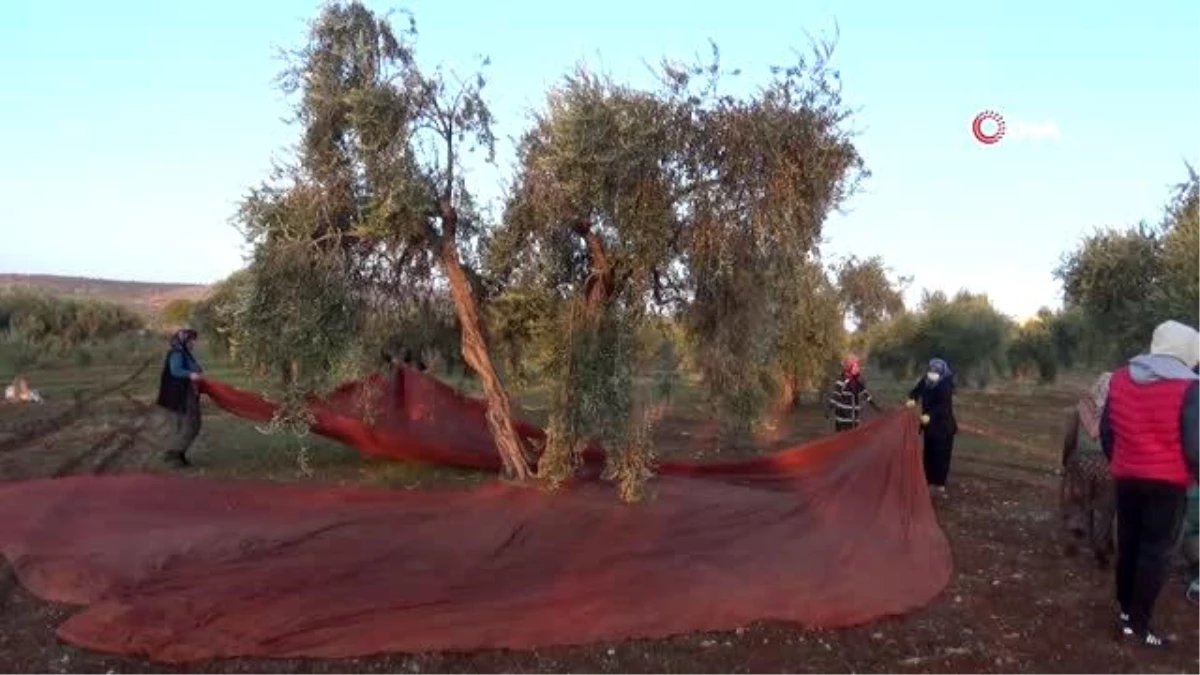 Kısıtlamadan muaf olan zeytin üreticileri hasat yaptı