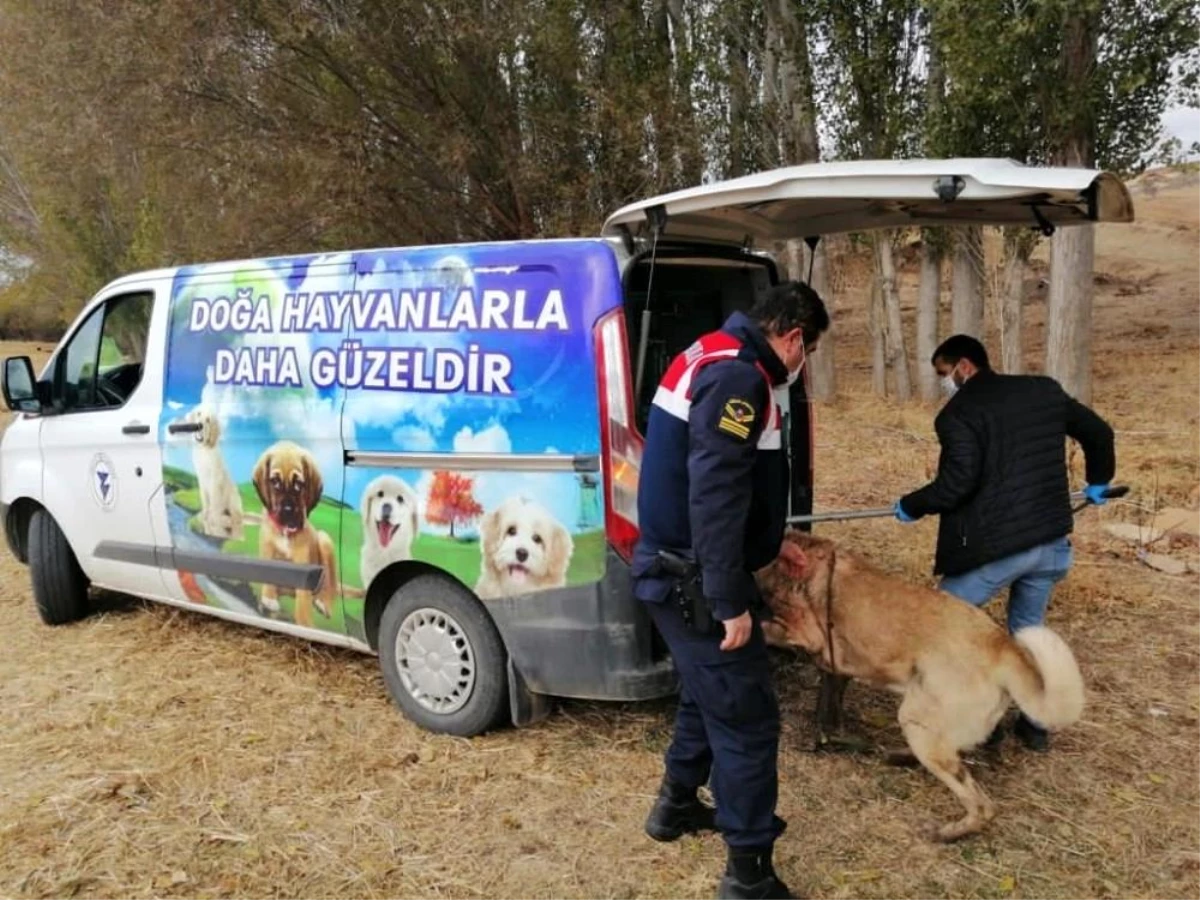 Yozgat\'ta bahisle köpek dövüştüren 8 kişi gözaltına alındı