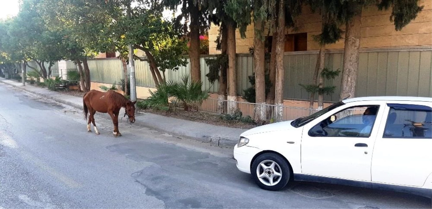 Bodrum\'da başıboş at trafiği birbirine kattı