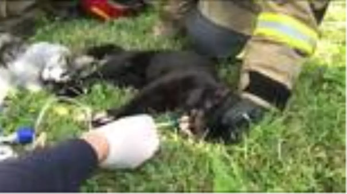 Dumandan etkilenen kedilere kalp masajı ve oksijen desteğiyle müdahale ettiler